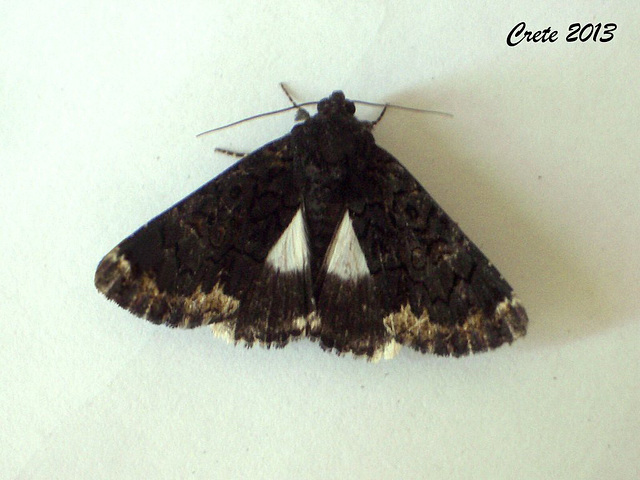 C039 Catephia alchymista (The Alchymist)