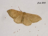 C040 Idaea rubraria (Least Riband Wave)