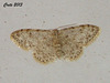 C042 Scopula marginepunctata (Mullein Wave)