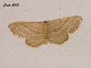 C043 Idaea distinctaria (Cream-fringed Wave)