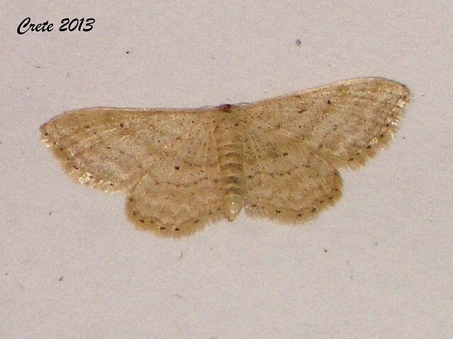 C043 Idaea distinctaria (Cream-fringed Wave)