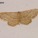C043 Idaea distinctaria (Cream-fringed Wave)