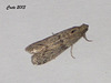 C044 Ephestia welseriella?