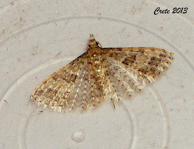 C046 Alucita hexadactyla (Twenty-plume Moth)