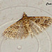 C046 Alucita hexadactyla (Twenty-plume Moth)
