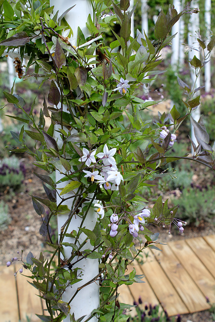 Le parfum du chaos magnifique - Jardin 8 -Solanum jasminoïdes