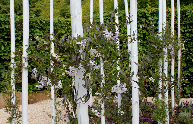 Le parfum du chaos magnifique - Jardin 8- Solanum jasminoïdes