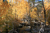 Fall Colors at Ophir Creek