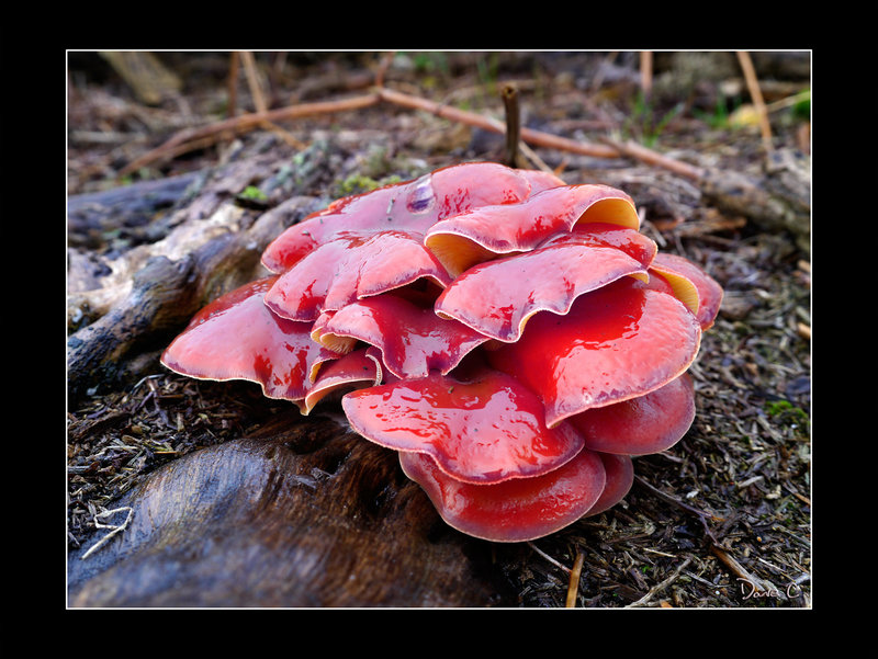 Funky Fungi! Unreal!