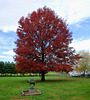 Pin Oak in Autumn