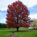 Pin Oak in Autumn