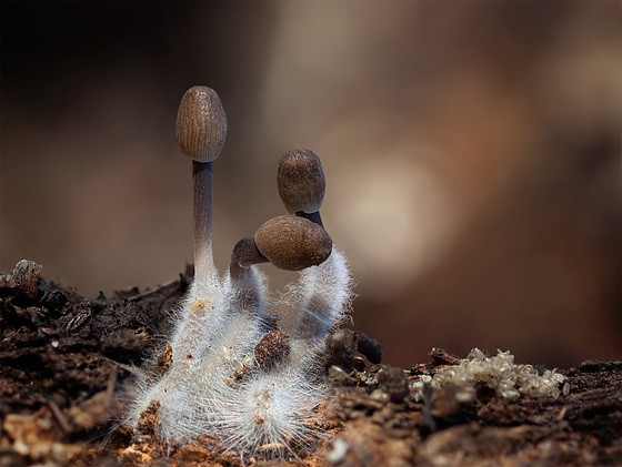 Discovered Under a Log: A Trio of Tiny Mushrooms!