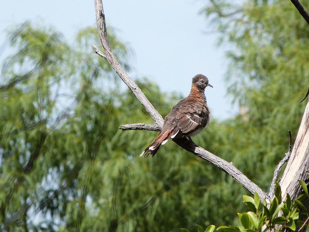 Bar shouldered dove