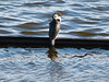 pied cormorant