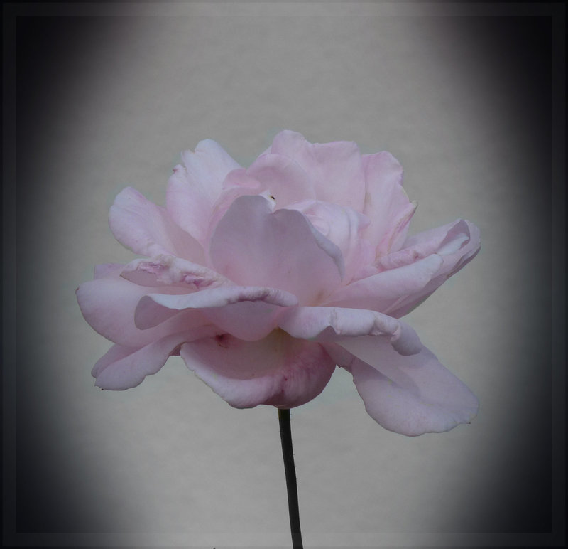 Späte Rosen