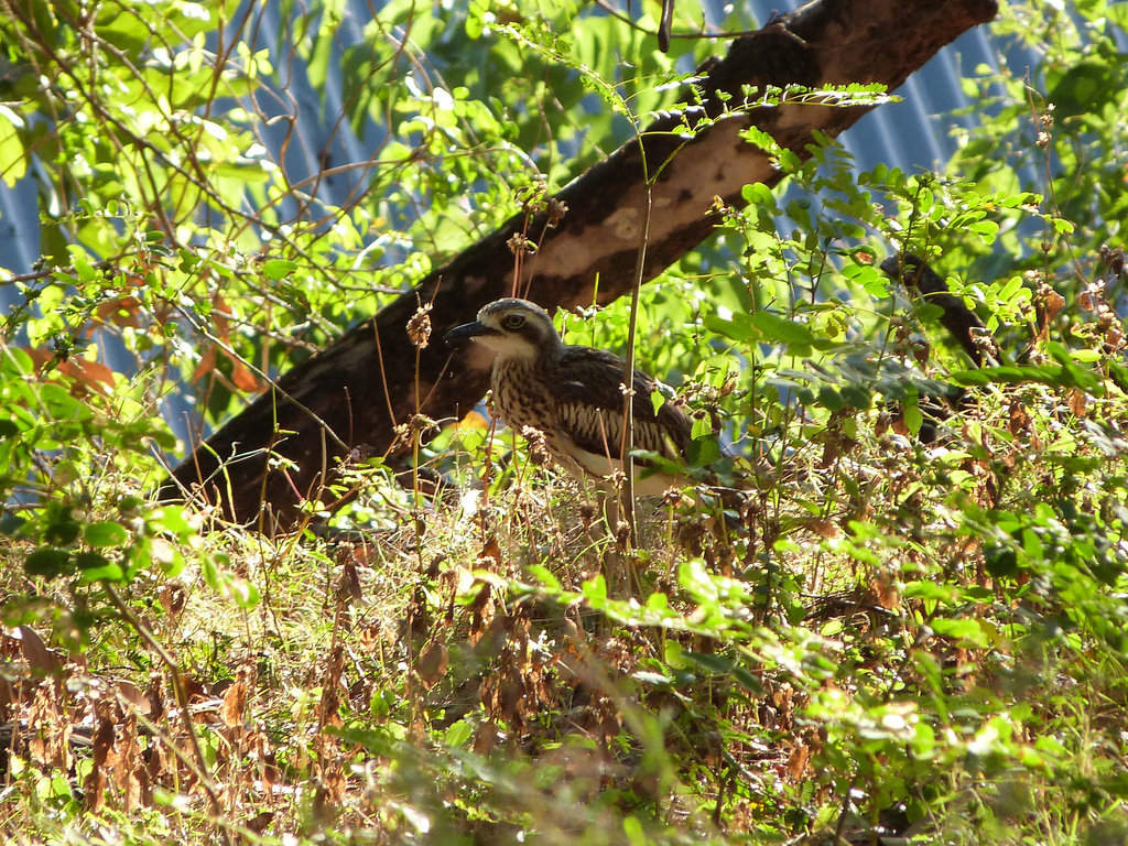 curlew