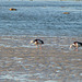 rahjah shelduck