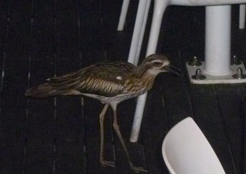curlew
