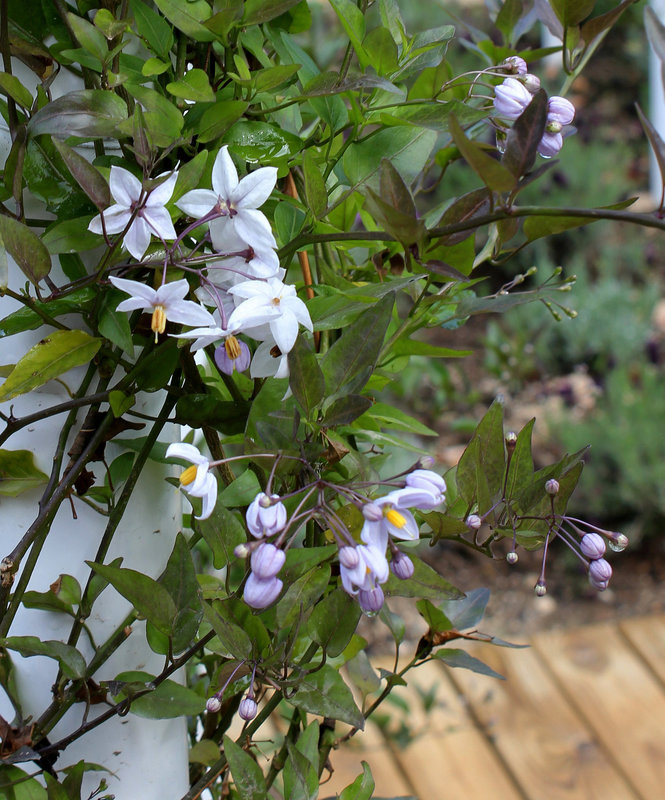 Le parfum du chaos magnifique - Solanum jasminoïdes