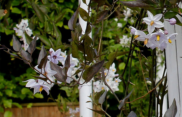 Le parfum du chaos magnifique - Solanum jasminoïdes (2)