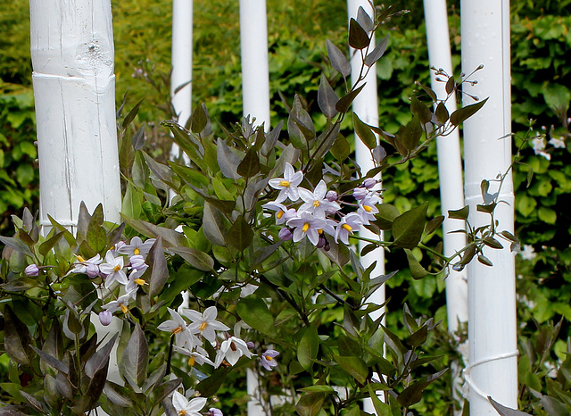 Le parfum du chaos magnifique - Solanum jasminoïdes (3) Le parfum du chaos magnifique - Solanum jasminoïdes (3)