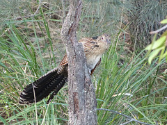 pheasant coucal