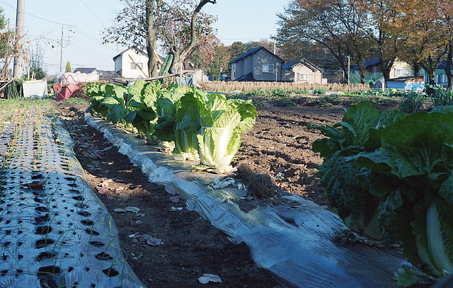 Chinese cabbages tied up with soft string