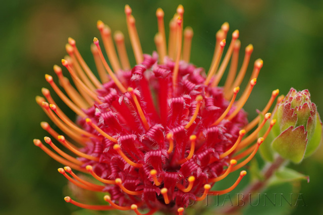 Protea Flower