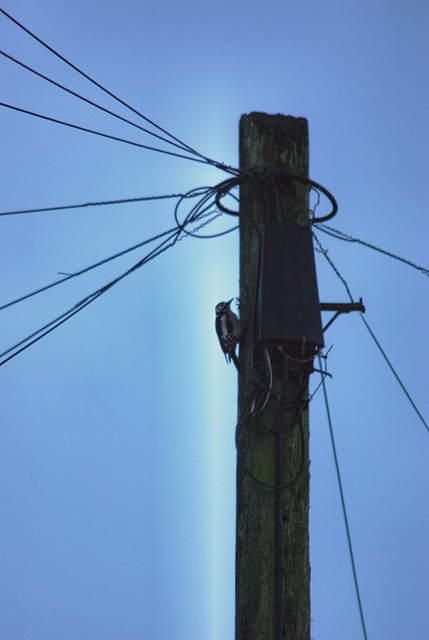 Great Spotted Woodpecker