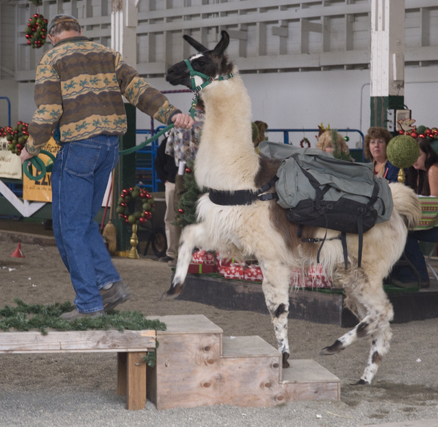 2009 Jingle Bells Extravaganza Llama Show — Rocky Mountain Highlight, Novice Pack Class