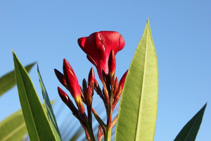 Oleander