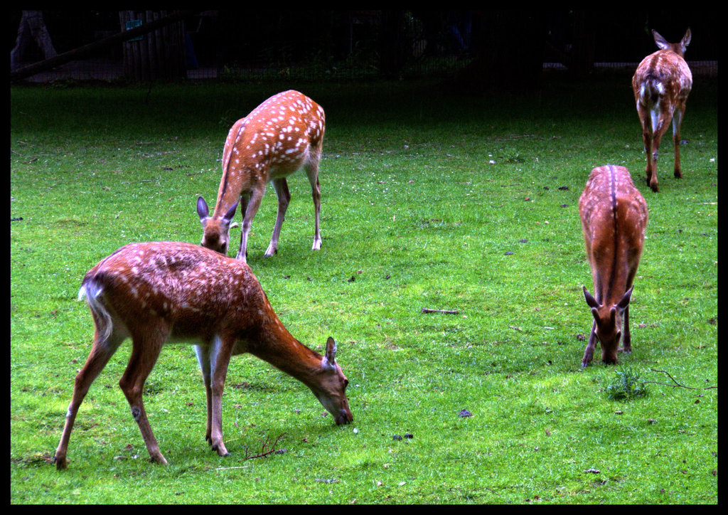 Wildpark Schwarze Berge