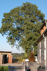 domfronto kun arbo (Hausfront mit Baum)