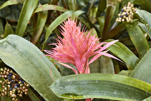 Urn Plant – Botanical Garden, Montréal, Québec
