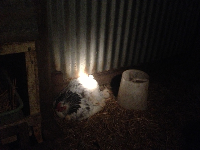 night time in the chook house...