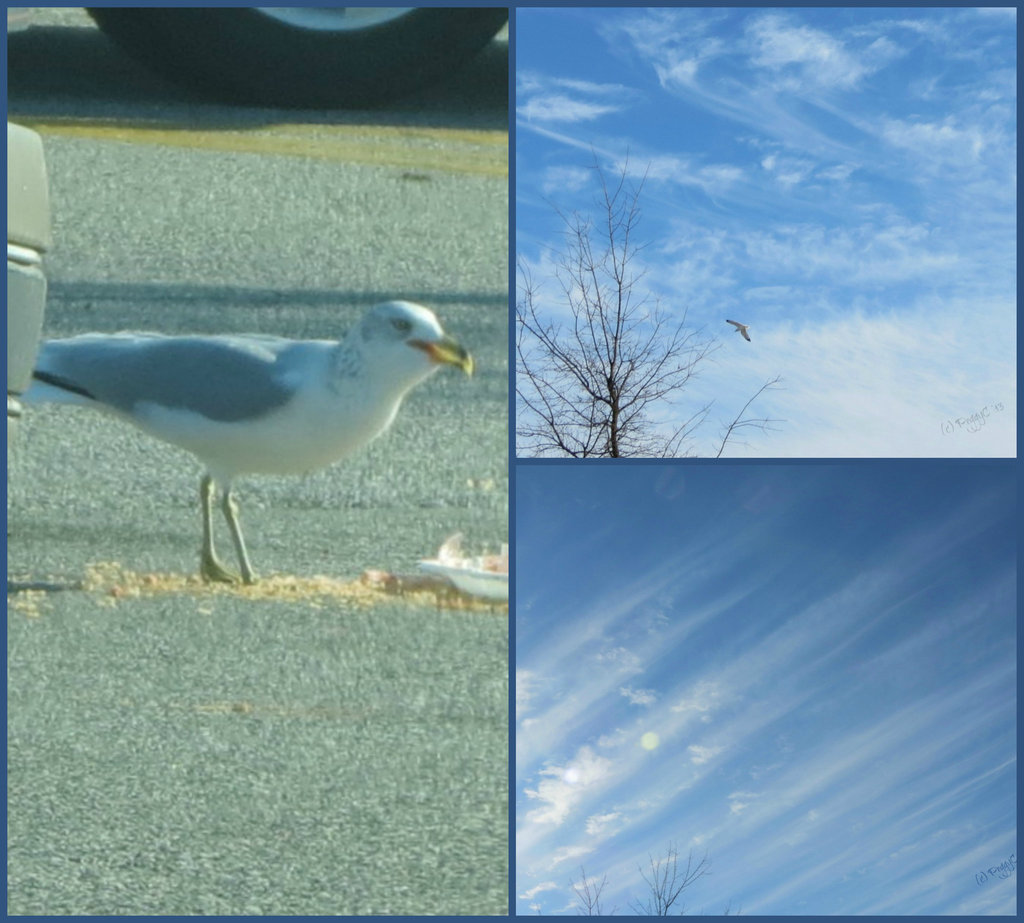 Gull skies ..