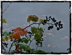 ANGERS