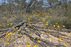 Waitzia acuminata