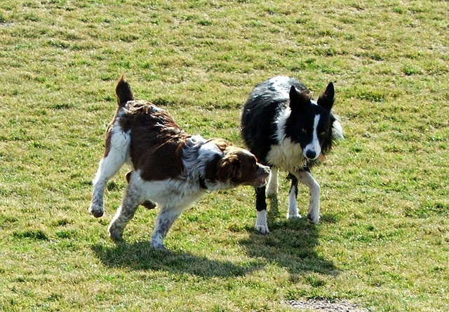 Jake and Idaho