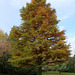 Taxodium distichum