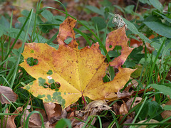 natural-naturelle-natürlich