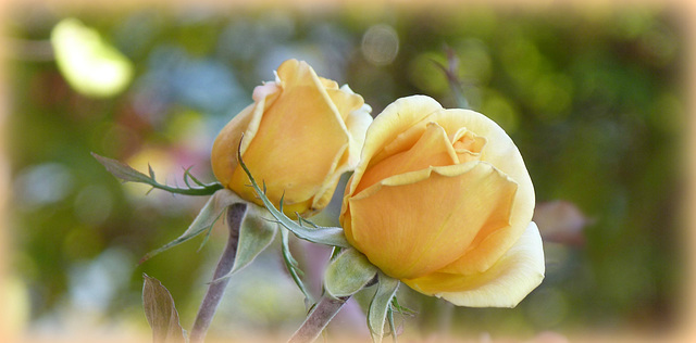 Späte Rosen