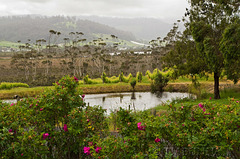 Vineyard, Huon Valley