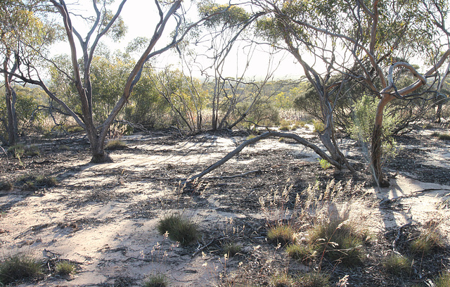 Mallee and sand, early morning