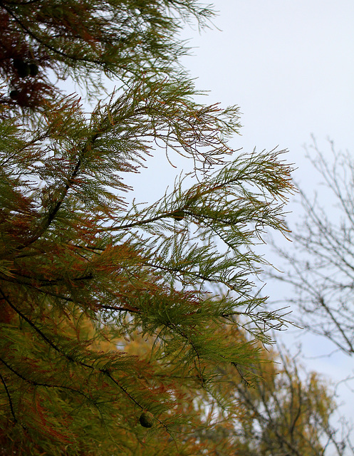 Taxodium distichum (2)