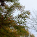 Taxodium distichum (2)