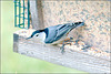 Nuthatch