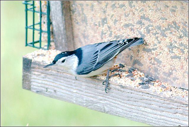 Nuthatch