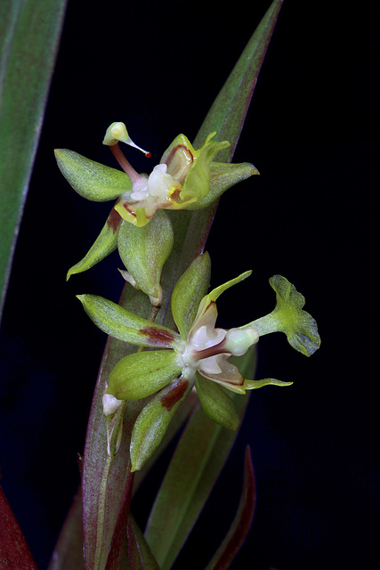 Sigmatostalix uncinata