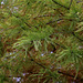 Taxodium distichum (3)